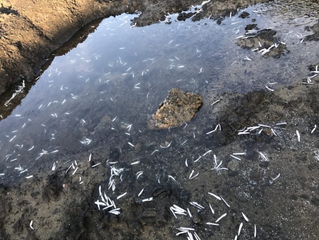 イカイカイカ アオリイカ 秋本番の17佐渡ヶ島釣行２日目午前中 墨ぶっかけ祭り 続 荒川へ釣りに行く