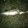 川からシーバスがいなくなる水温と観測所のデータ